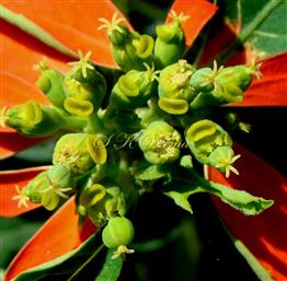  Inflorescence